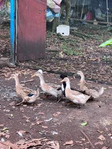 Itik Ducks