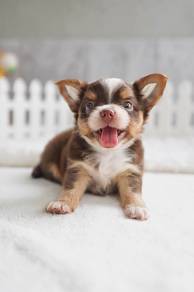 Apple head Chihuahua 