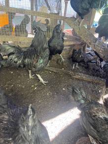 Ayam cemani