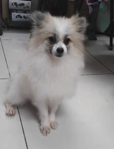 Pomerian 