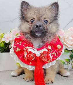 Pomeranian