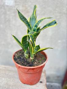 Plants