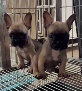 FrenchBull