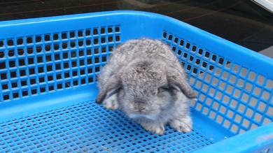 holland lop