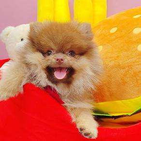 Pomeranian