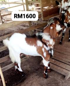 kambing jantan untuk dijual 