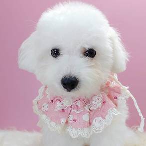 Poodle