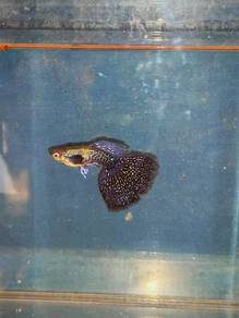 ikan guppy 