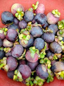 buah manggis 
