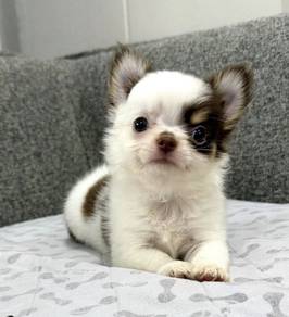 CHIHUAHUA PUPPIES T177🌷 Head Apple Male