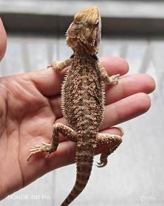 Bearded Dragon 