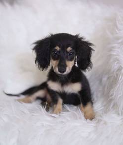MINIATURE DACHSHUND Puppies  VIP81🐻 Male-Female