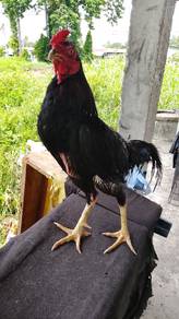 ayam batang kaki 