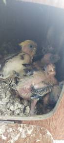 burung kokatil 