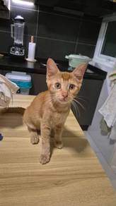 Free Adoption- Rescued and Ready!
