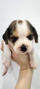Beagle puppy quality