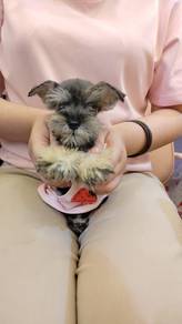 Schnauzer