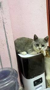 kucing murah