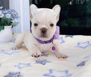 FRENCH BULLDOG PUPPIES VIP811 🌻 Boy-Girl Cream
