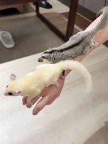 Sugar Glider 1 Pair -Actual Photo ✅