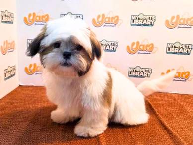 Shihtzu boy 300826