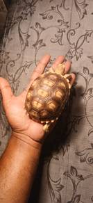 sulcata tortoise 