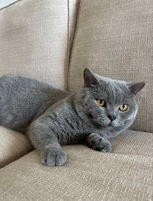 British Short Hair BSH Cat