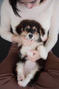 Premium Corgi Puppy 001