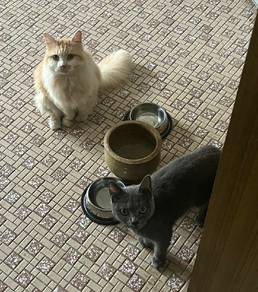 bsh female for rehome..