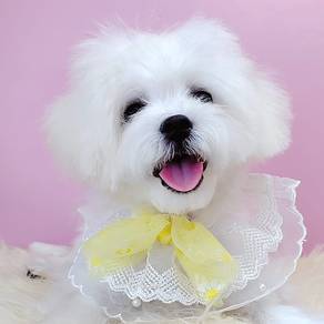 Maltipoo