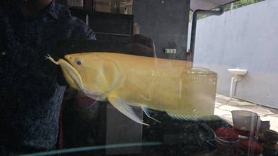 Albino Silver Arowana Fish red eyes 30" inches