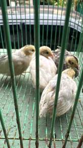 anak puyuh mini murah2