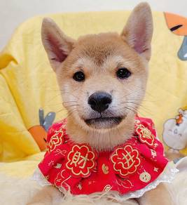 Shiba