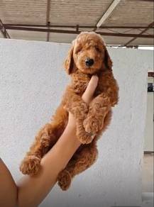 giant poodle