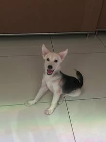 Pomsky