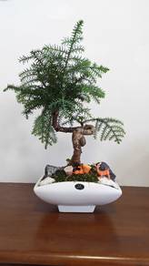 Pokok Metasequoai Bonsai