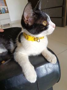 Cat for Adoption
