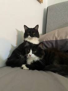 Two Persian Tuxedo