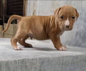 Puppy 