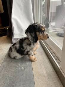 Q38383 MKA Dachshund long haired dapple / merle