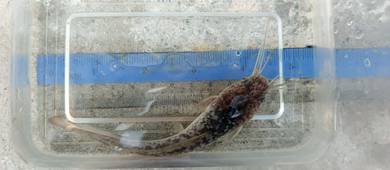 Anak ikan keli 4 inci