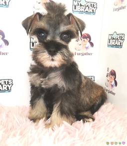 Schnauzer
