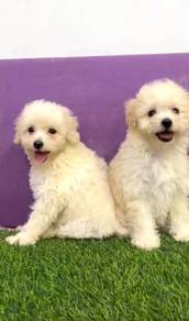 Maltipoo cream white female