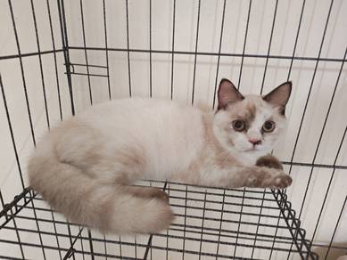 Kitten Betina 