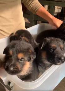 german shepherd ( female )