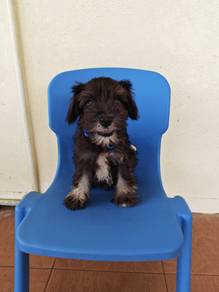 Black & Silver Mini Pinscher Male Puppy 2108A