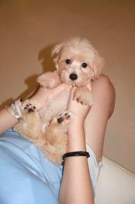 J0658 Silkese Gentle Small Dog With Lovely Look