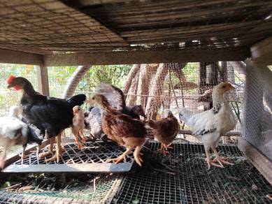 Anak ayam light sussex 