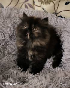 persian cat