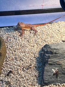 Bearded Dragon for sale 3 months